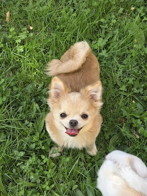 Pomchi Hündin abzugeben