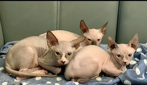 Sphynx Katzen