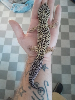 Leopardgecko Mänchen 