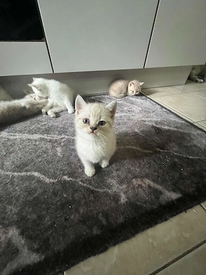Reinrassige BKH Kitten in liebevolle Haende abzugeben!