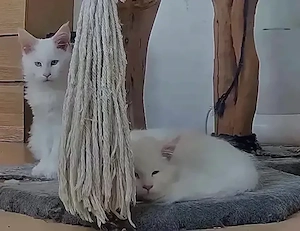 Maine Coon Kater weiss