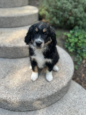 Ausiedoodle Mix welpen 