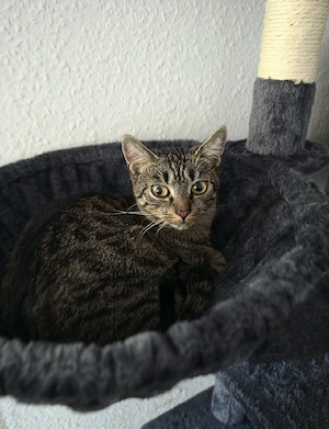 Nala sucht ihre Dosenöffner 