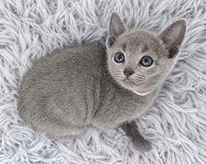  Wunderschöne Russisch Blau Kitten aus offizieller WCF-Zucht suchen ihr Zuhause