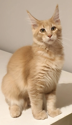  Maine Coon Katerchen Wunderschöner cremefarbener