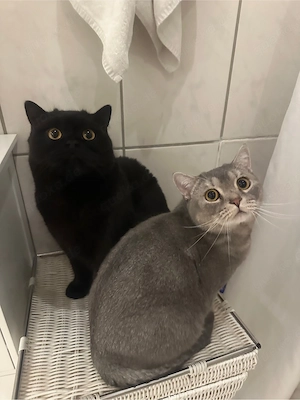 Zwei liebe BKH Kater abzugeben
