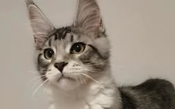 Maine-Coon Black Silver Mackerel Tabby