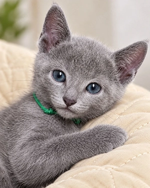Russisch Blau Kitten mit WCF-Ahnentafel   2 wunderschöne Kater suchen ein liebevolles Zuhause!