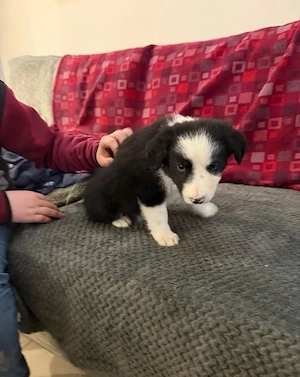 border collie 