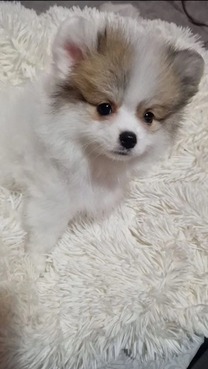 Zwergspitz (Pomeranian)