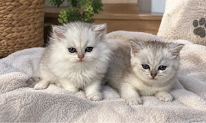 Bkh Blh Kitten