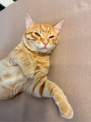 Dringend: Liebevoller Kater sucht ein neues Zuhause