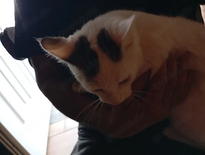 Katzen Kitten Katzenbaby