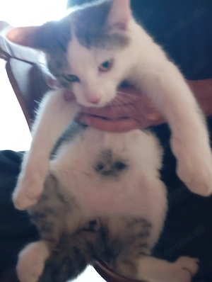 Katzen Kitten Katzenbaby