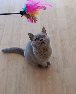 Reinrassige BKH Kitten mit Papieren -Stammbaum Abgabebereit.....