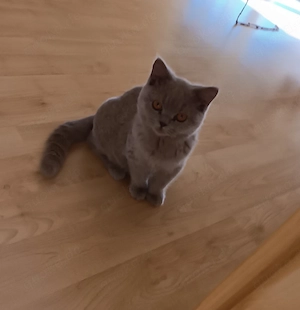 Sofort auszugsbereit, Stammbaum Reinrassige BKH Kitten 
