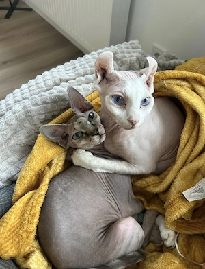 2 super liebe Sphynx Katzen suchen ein neues Zuhause 