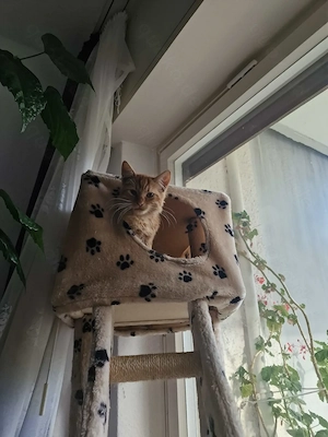 Süßer rothaariger Kater (fast 3 Monate alt) sucht grünes Zuhause mit Garten