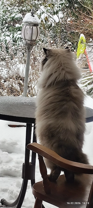 katze sucht ein neues Zuhause 