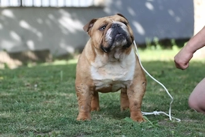 Die abgebildete Englische Bulldogge   ein 17 Monate alter Rüde   sucht ein liebevolles Zuhause.