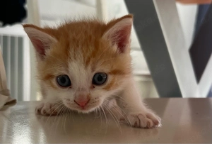 kleinen süß kater 