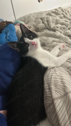 5 süße Hauskatzen-Kitten suchen ein liebevolles Zuhause 