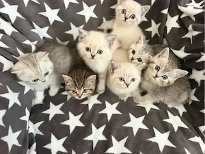 BKH Kitten (Abgabebereit)