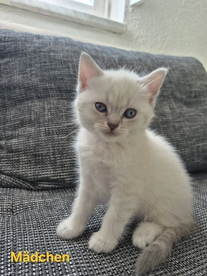 BKH Kitten mit blauen Augen