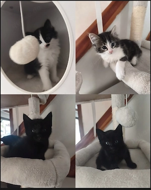Katzenkinder suchen bald ein neues Zuhause