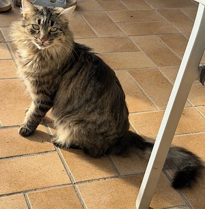 Kater sucht neues Zuhause