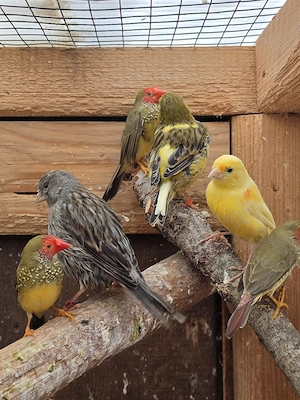 Kanarien, Kanarienvögel, Vögel 