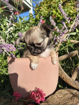 Chihuahua Welpen reinrassig Langhaar 