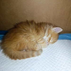 Zwei süße Kater suchen ein liebevolles Zuhause!