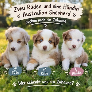 australian shepherd 