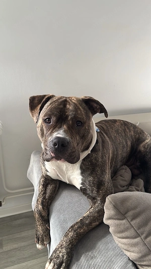     American Bully   Old English Bulldog Sucht Drigend neues Zuhause  (Junge)