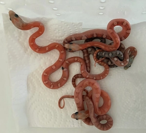 Scaleless Kornnatter