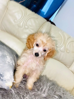 Maltipoo welpen