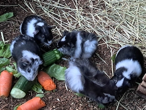 Wunderschöne Meerschweinchen Böckchen 