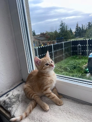 Katzenbaby 