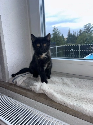Katzenbabys 