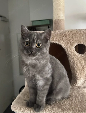 BKH Kitten (Weiblich)