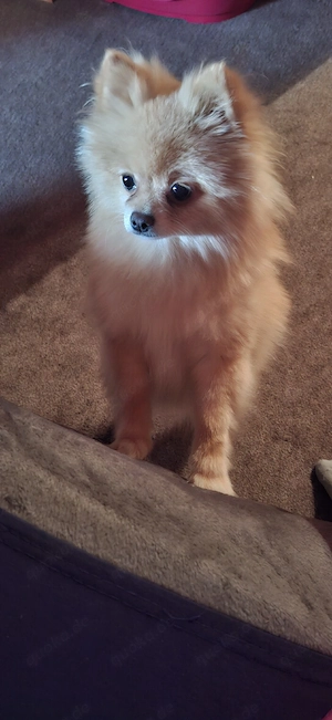 Pomeranian-Hündin 