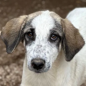 Pippin, geb. ca. 04 2026, lebt in GRIECHENLAND, im städt. Tierheim Serres