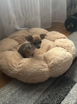 Reinrassiger Chihuahua-Welpe