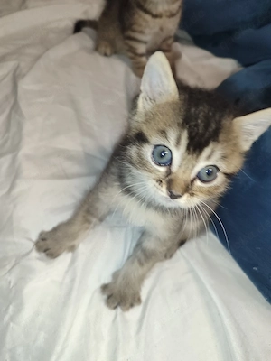 Fasfus Süßer Baby Käterchen sucht ein liebevolles Zuhause