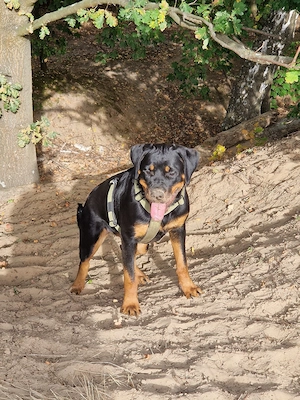Rottweiler Hündin aus VDH   ADRK Zucht
