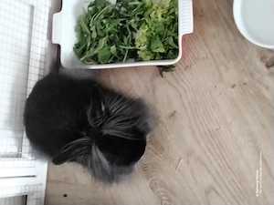 Löwenkopf Mädchen 