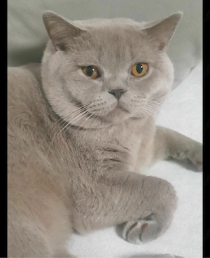 Deckkater lilac