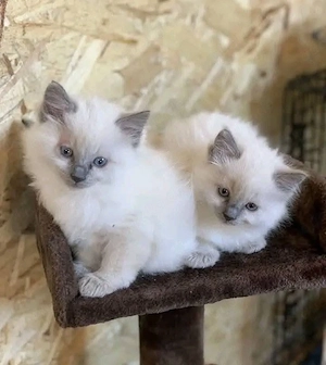 Ragdoll-Kätzchen suchen ein neues Zuhause