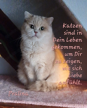BKH Mädels suchen ihr allerbestes Zuhause auf Lebenszeit